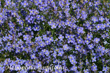 Heliophila longifolia.